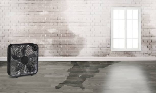 Best Water damage restoration company  in Robie Creek, ID
